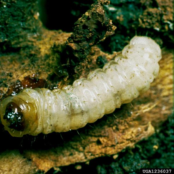 Lesser peachtree borer larva