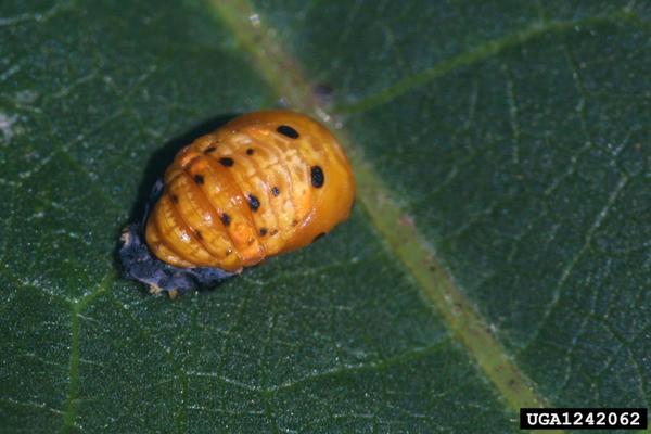 Lady beetle pupa.