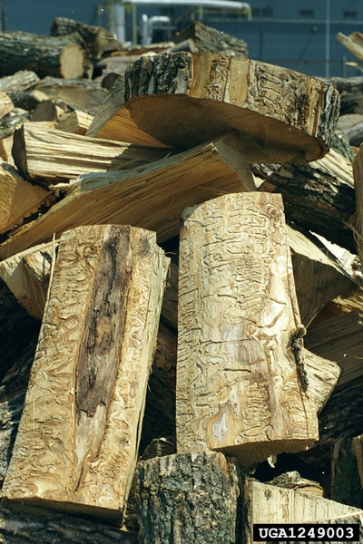 Firewood with its bark removed, showing insect feeding galleries
