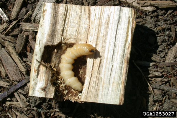 Large cream-colored larva, near its large gallery within host