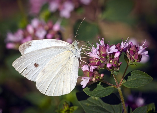 White butterfly on a cluster of small pink flowers.