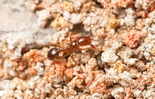 Top view of worker crawling on whitish soil particles.