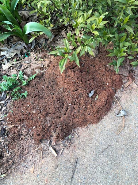 Mounded soil next to a sidewalk bordering a garden bed.