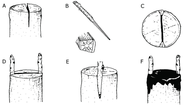 Illustrations of each step for cleft grafting.