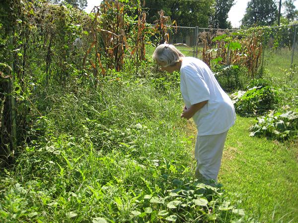 Person stands hunched looking at plant in overgrown garden plot