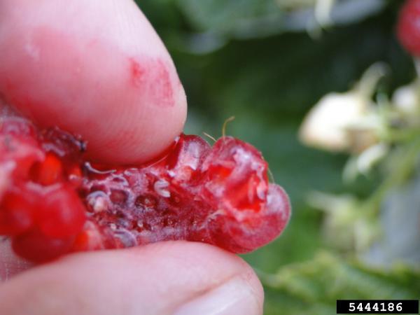 larva in raspberry fruit