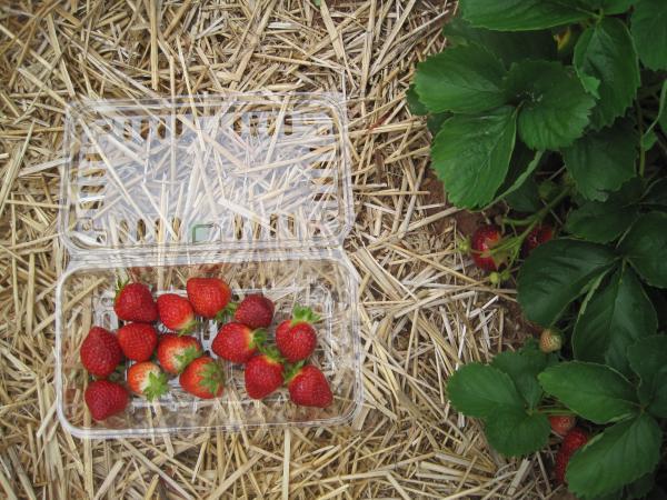 strawberries straw