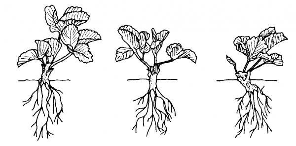 strawberry planting