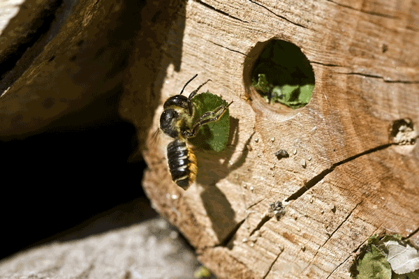Bee adding leaves to hole in the cut end of a log.