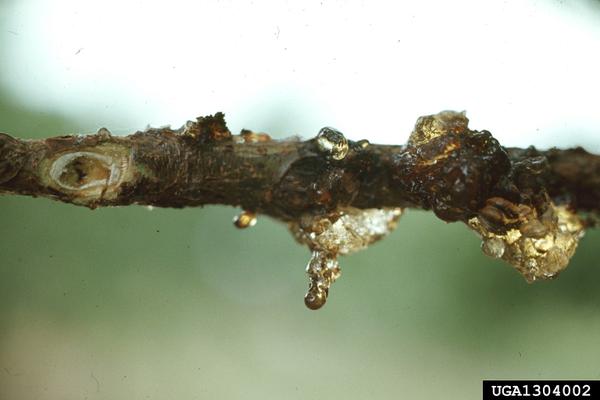 Oozing gum from LPTB infestation on peach branch