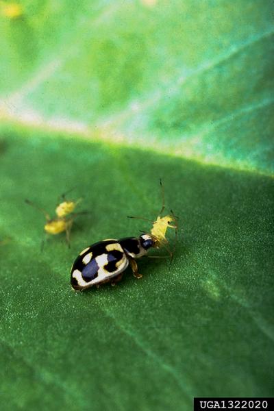 Fourteen-spotted lady beetle (Propylea quatuordecimpunctata)
