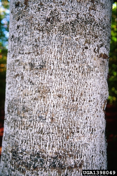 The trunk of a beech tree is covered in beech scales, which appear white and woolly.