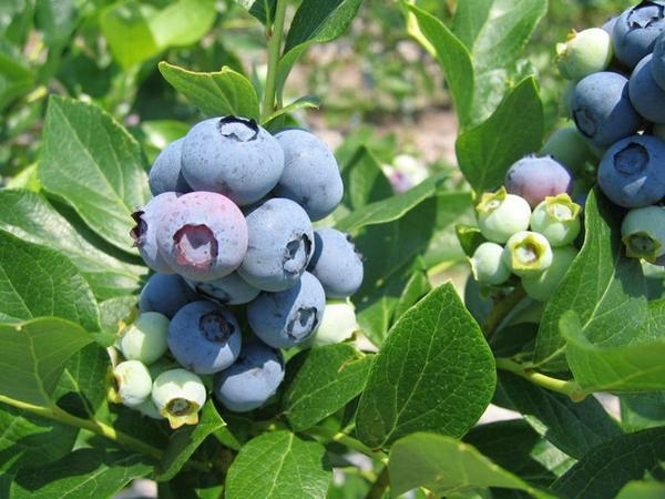 Clusters of ripening blueberries on the bush.