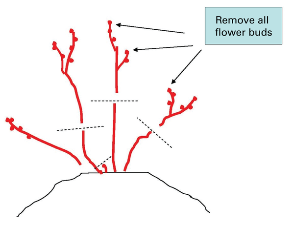 diagram shows to remove all flower buds.