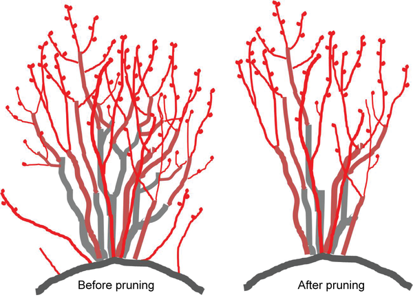 Diagram shows before and after pruning ( a wide dense bush to a narrower bush)