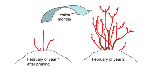 diagram shows short bare bush after pruning (Feb. of year 1) and larger bush with buds (Feb. of year 2)