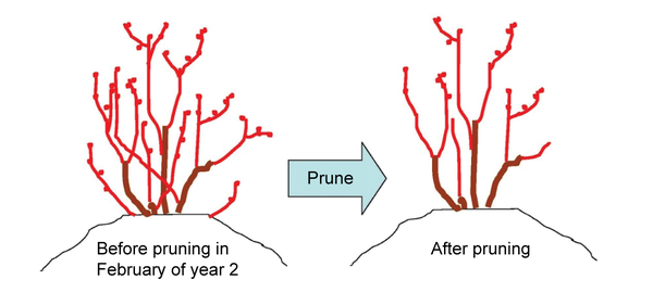 diagram shows larger bush with buds before pruning Feb. of year 2 and after pruning a narrower bush with some buds