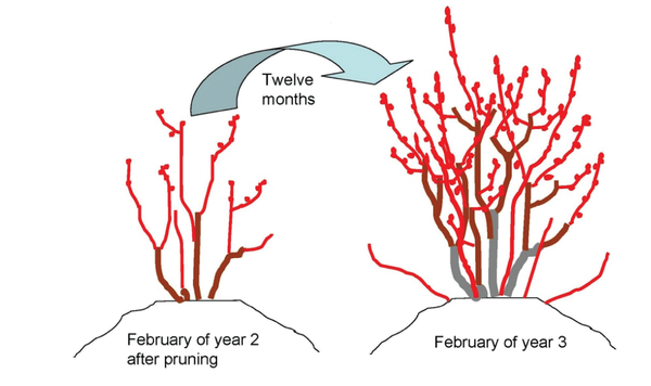 diagram shows narrower bush (Feb. of year 2 after pruning) and twelve months later a larger bush with many buds (Feb. of year 3).