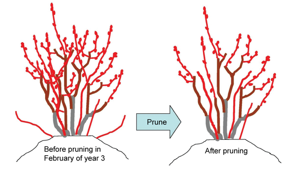 Diagram shows large bush with many buds on left and after pruning on the right (narrower bush with ~50% fewer buds)
