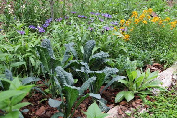 edible plant (kale) among decorative flowers