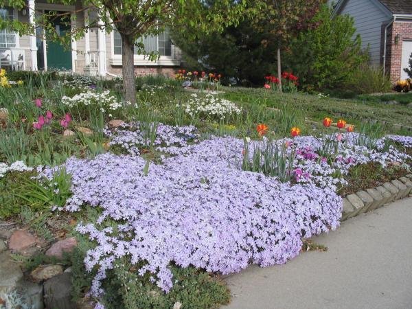 a yard with flowers instead of grass