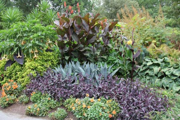 garden bed with plants of varying heights