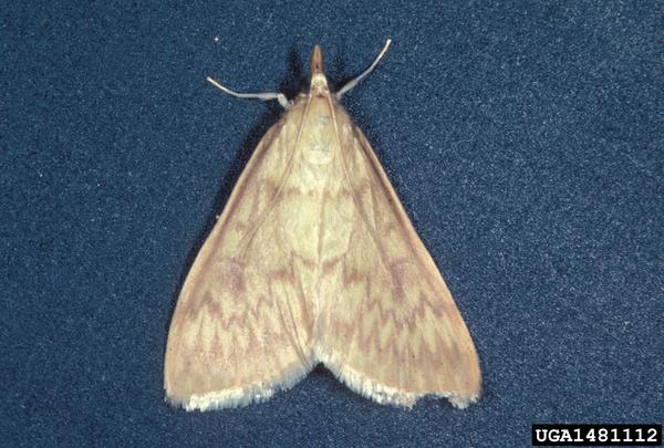 Adult European corn borer moth.