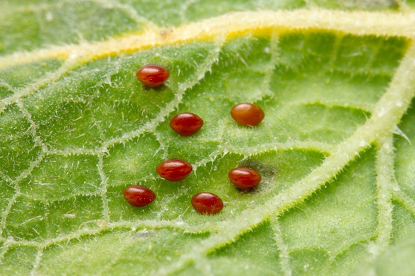 The reddish-brown eggs of a squash bug on the underside of a leaf.