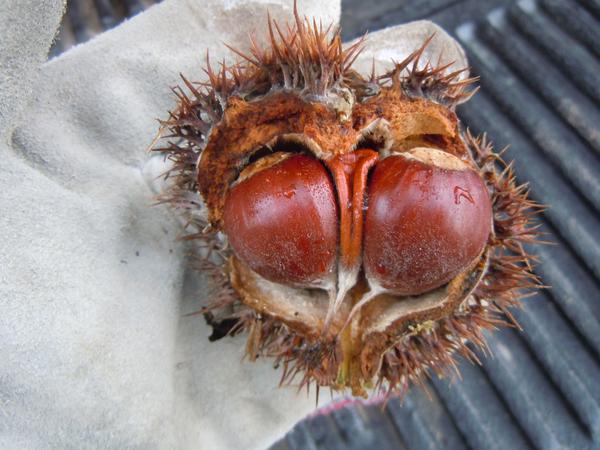 chestnuts with outer shuck in a gloved hand