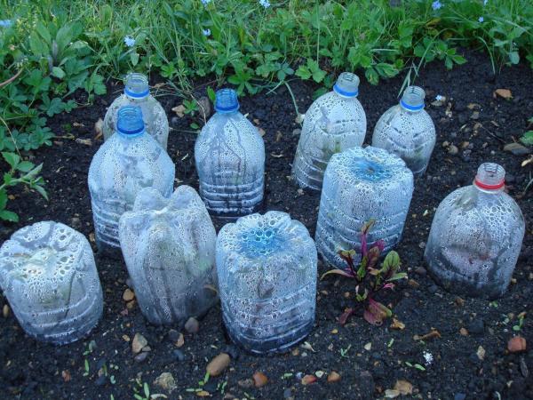 cut water bottles covering small plants