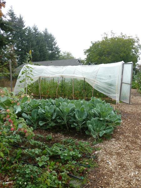 high tunnel with translucent plastic fabric rolled up on one side