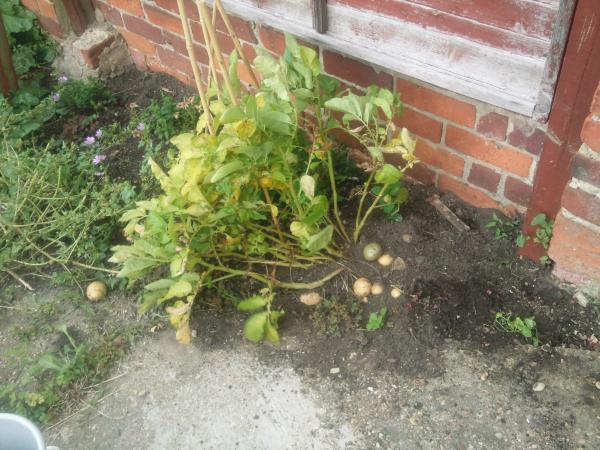 potatoes growing against brick wall