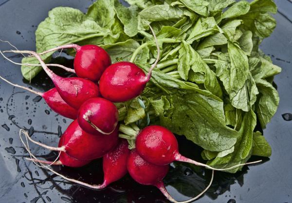 bunch of red radishes