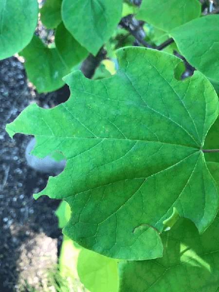 Leaf with pieces removed by leafcutting bee.