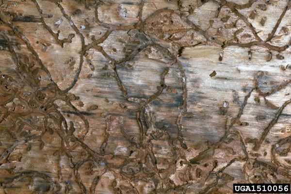 Underside of bark with meandering tunnels in it.