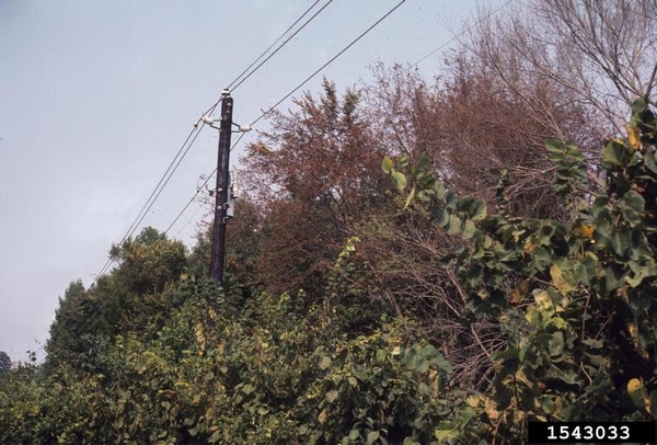 Brown and defoliated tree canopies amongst other green canopies
