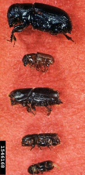 Thumbnail image for Pine Bark Beetles