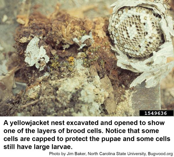 southern yellowjacket nest