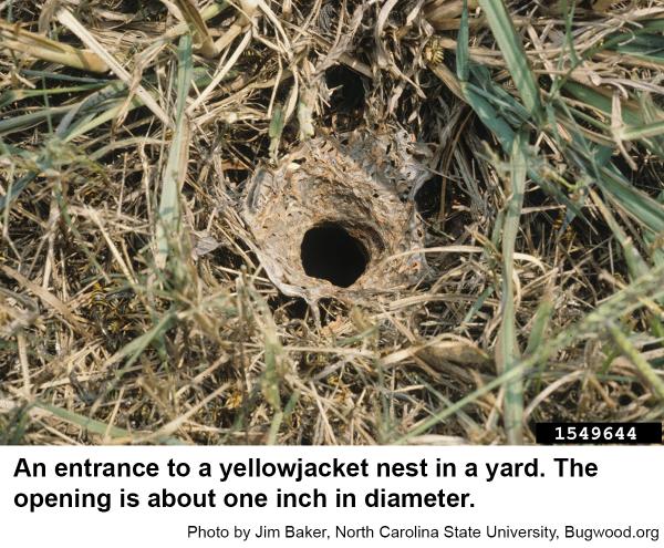  yellowjacket nest entrance