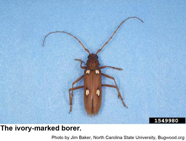 The ivory-marked borer is the o