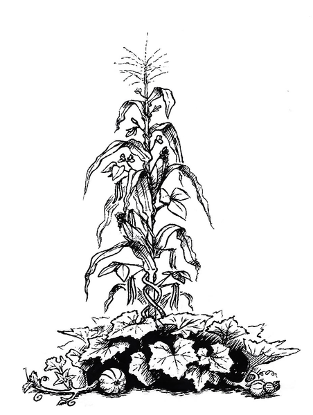 drawing of a corn plant with beans using it for a trellis and squash at the base