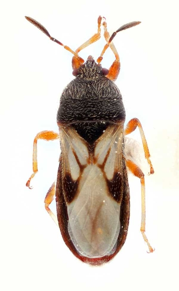 Top view of Southern chinch bug.