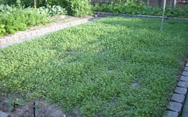 clover cover crop