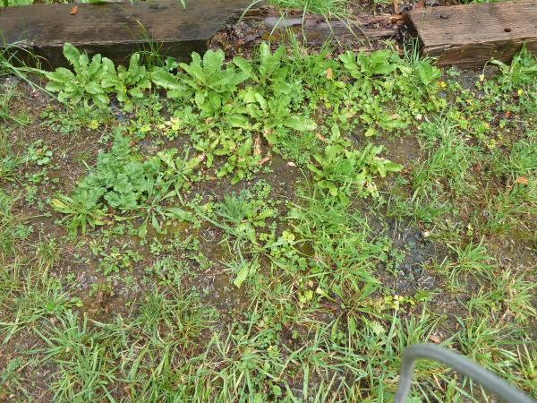 compacted soil weed indicator