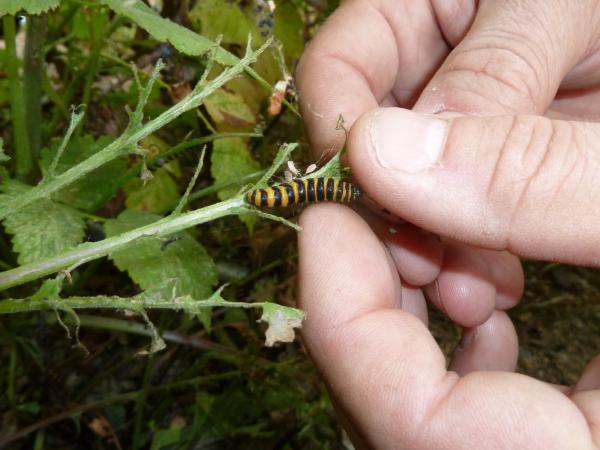 hand-picking caterpillars