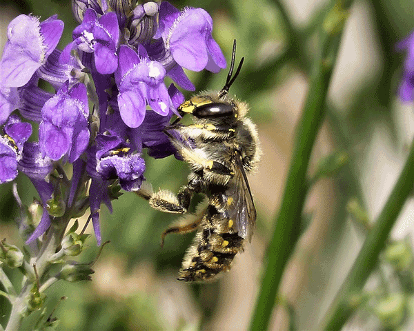 Bee perched on purple flowers.