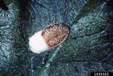Thumbnail image for Scale Insects on Blueberry