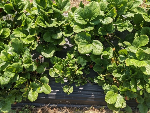 multiple strawberry plants and one in the middle stunted due to cyclamen mite infestation