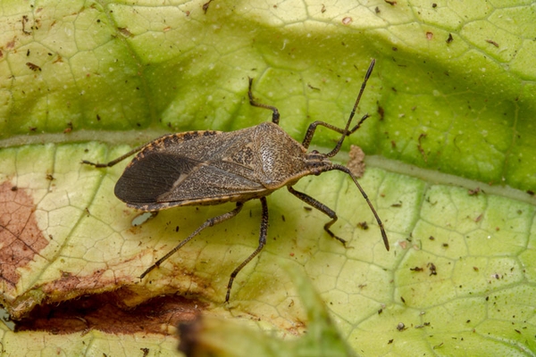 A dark brown, shield-shaped adult squash bug.