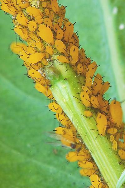 many orange aphids on plant
